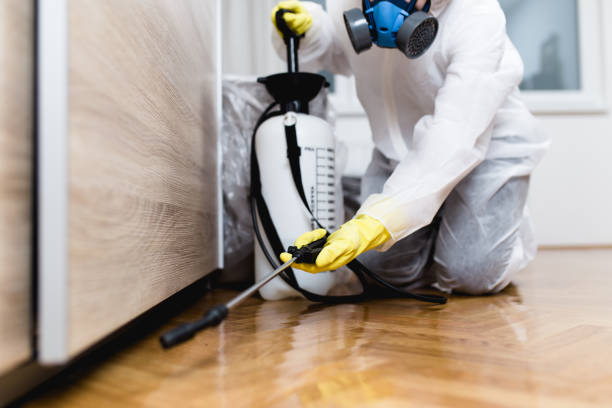 Best Termite Control Services  in South River, NM