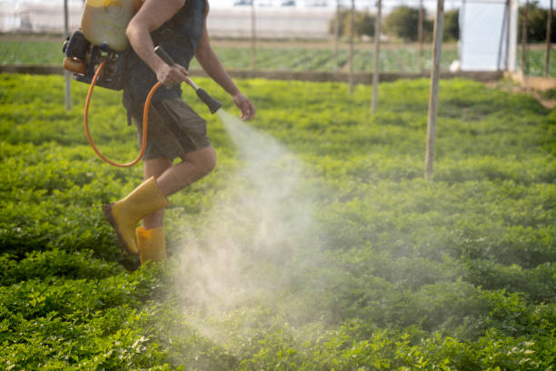 Reliable South River, NM Pest Control Solutions