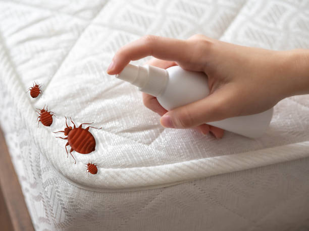 Best Ant Control Services  in South River, NM